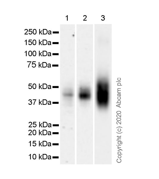 Anti-CD63 antibody [KILL150A] - BSA and Azide free (ab271296