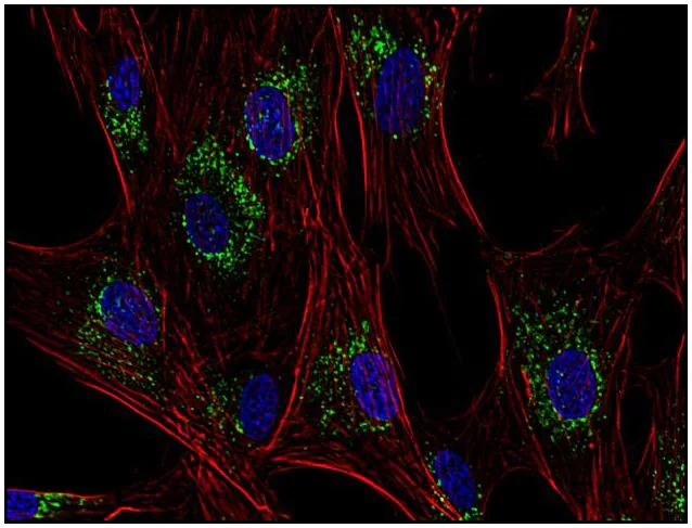 Immunocytochemistry - Anti-CD63 antibody [MEM-259] (AB8219)