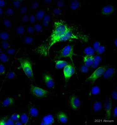 Immunocytochemistry - Anti-CD63 antibody [MEM-259] (AB8219)