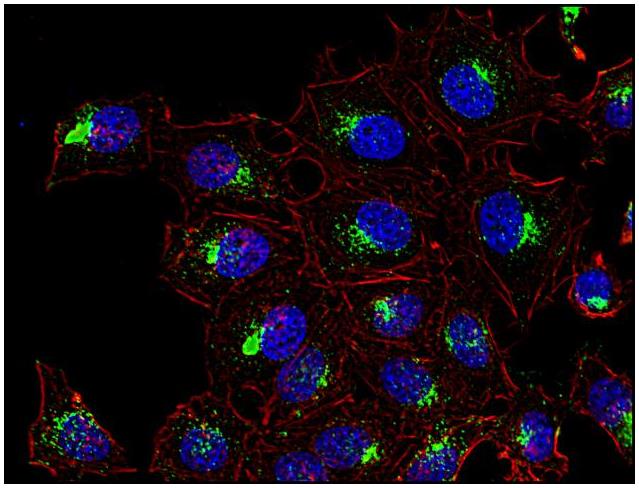 Anti-CD63 antibody [MEM-259]