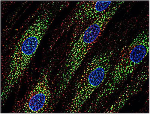 Immunocytochemistry - Anti-CD63 antibody [MEM-259] (AB8219)