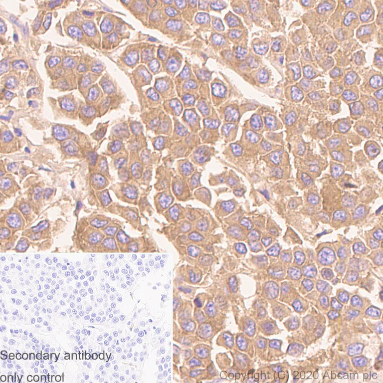 Immunohistochemistry (Formalin/PFA-fixed paraffin-embedded sections) - Anti-CD63 antibody [MX-49.129.5] (AB193349)
