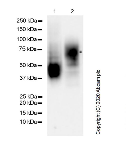 Anti-CD63 antibody [MX-49.129.5]