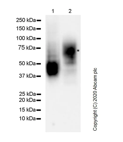 Western blot - Anti-CD63 antibody [MX-49.129.5] (AB193349)