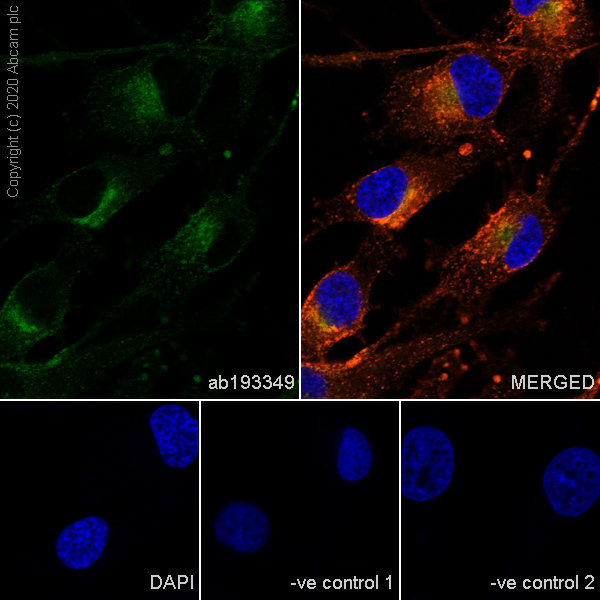 Anti-CD63 antibody [MX-49.129.5] - BSA and Azide free (ab213092