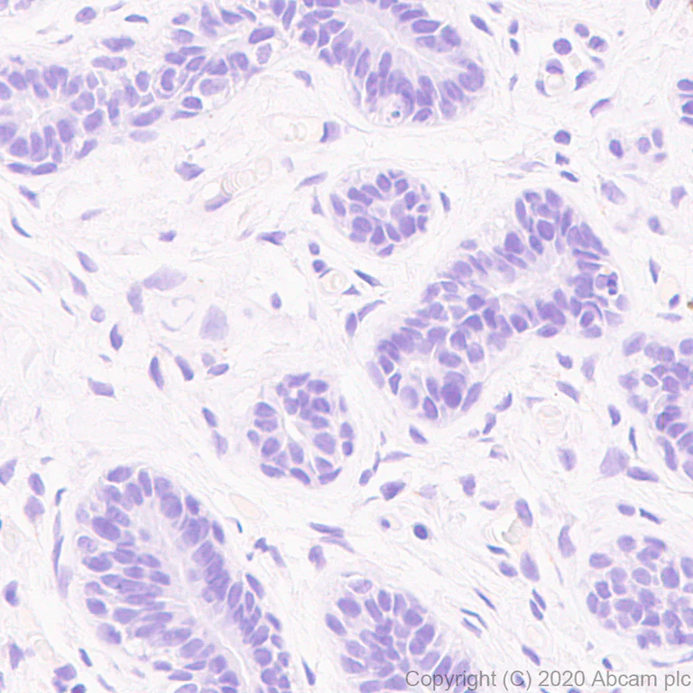Immunohistochemistry (Formalin/PFA-fixed paraffin-embedded sections) - Anti-CD63 antibody [MX-49.129.5] - BSA and Azide free (AB213092)