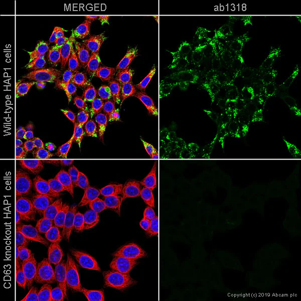 Anti-CD63 antibody [NK1/C3] KO tested (ab1318) | Abcam
