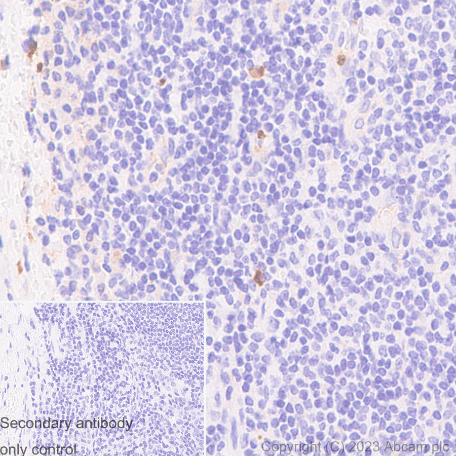 Immunohistochemistry (Formalin/PFA-fixed paraffin-embedded sections) - Anti-CD63 antibody [RM1095] - BSA and Azide free (ab315109), expandable thumbnail