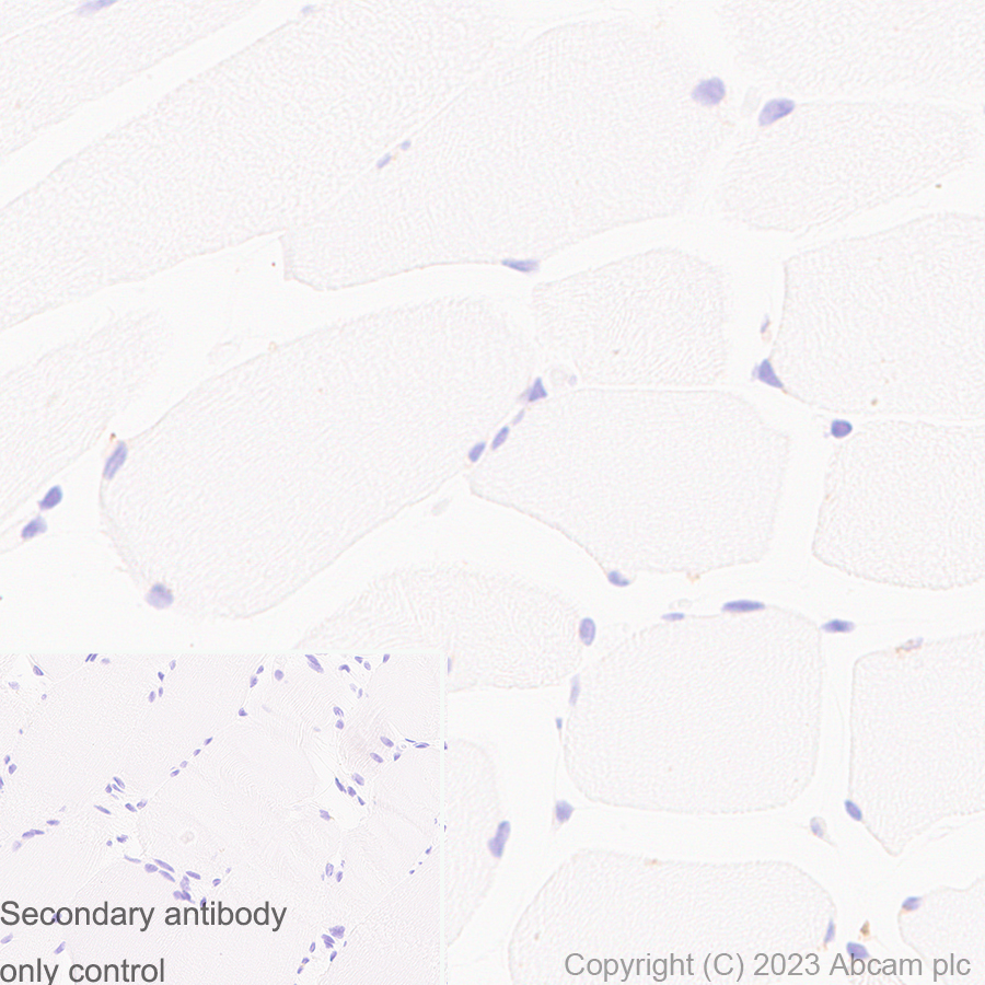 Anti-CD63 antibody [RM1095] - BSA and Azide free (ab315109