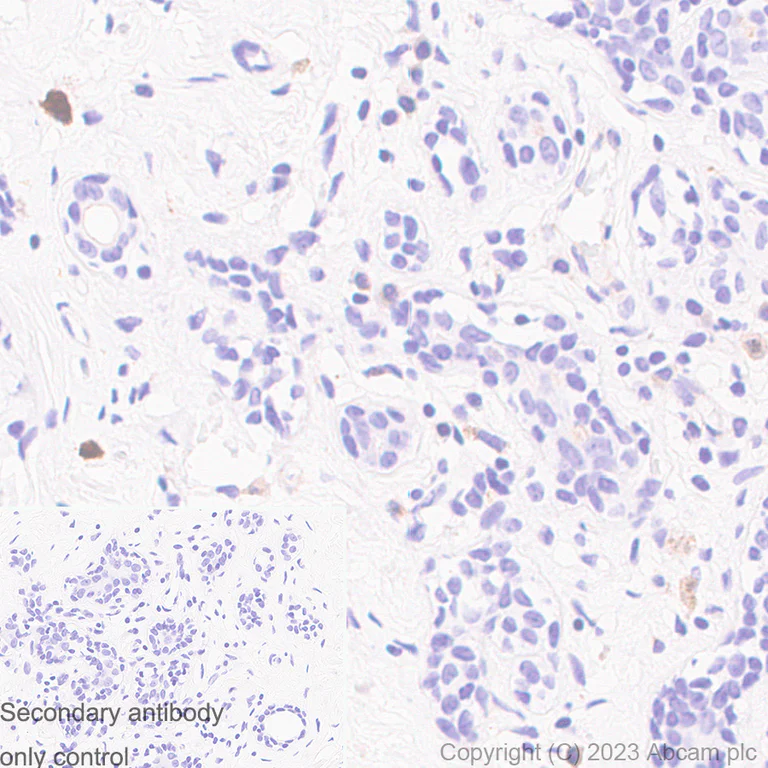 Immunohistochemistry (Formalin/PFA-fixed paraffin-embedded sections) - Anti-CD63 antibody [RM1095] - BSA and Azide free (AB315109)