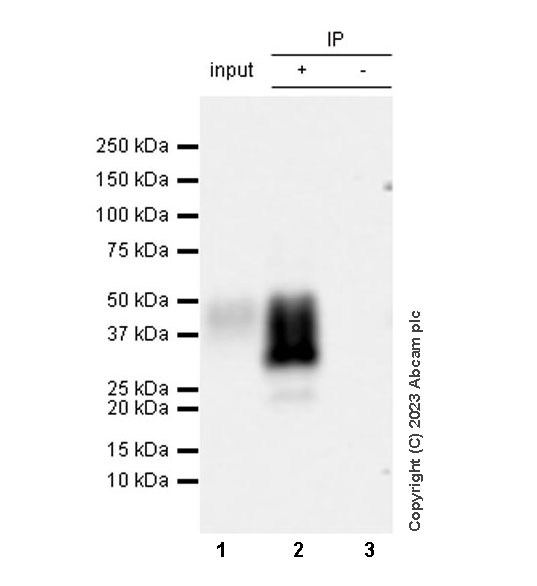Immunoprecipitation - Anti-CD63 antibody [RM1095] - BSA and Azide free (AB315109), expandable thumbnail