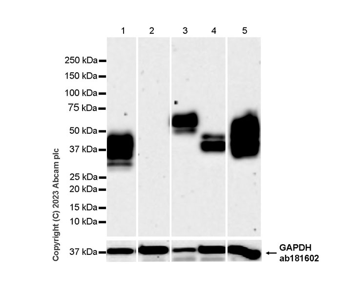Western blot - Anti-CD63 antibody [RM1095] - BSA and Azide free (ab315109), expandable thumbnail