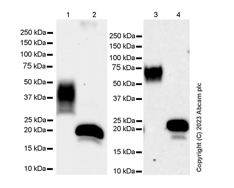 Western blot - Anti-CD63 antibody [RM1095] - BSA and Azide free (AB315109), expandable thumbnail