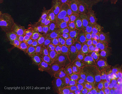 Immunocytochemistry - Anti-CD63 antibody [TS63] - BSA and Azide free (AB59479)