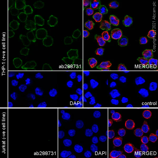 Immunocytochemistry/ Immunofluorescence - Anti-CD64 antibody [AT170-2] - BSA and Azide free (AB288733)