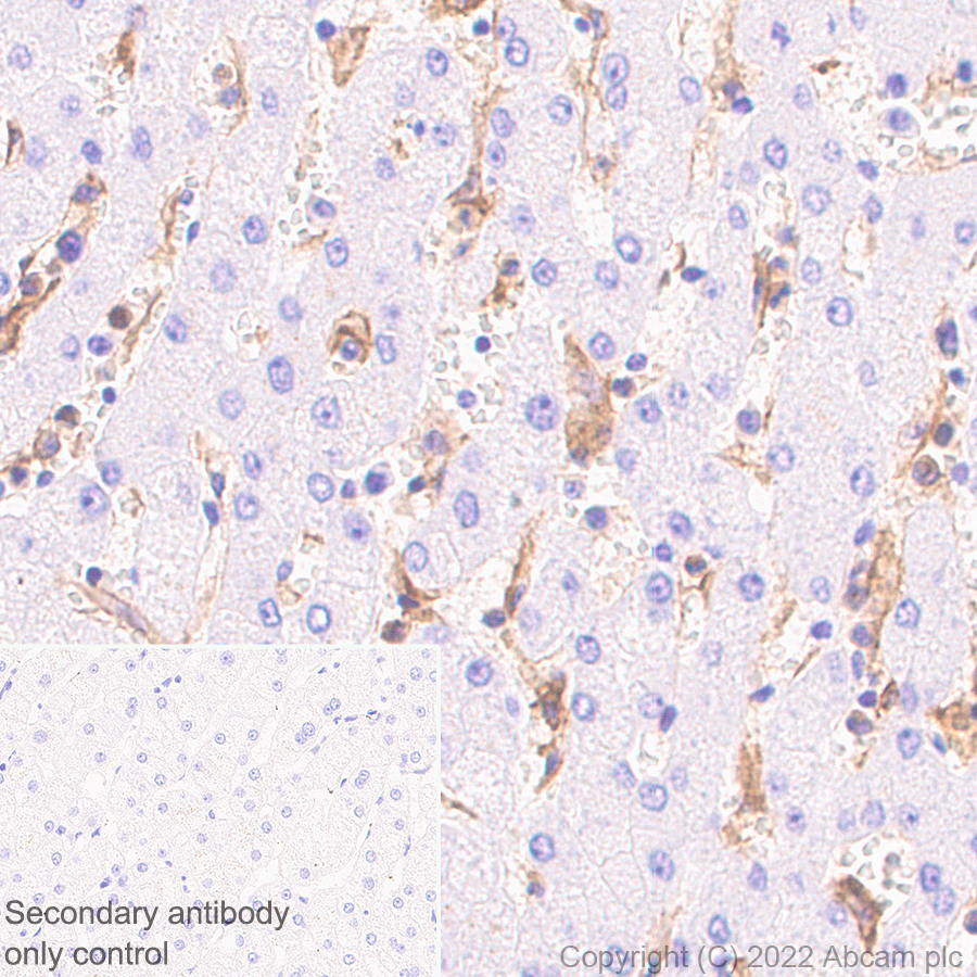 Immunohistochemistry - Anti-CD64 antibody [EPR23840-139] - BSA and Azide free (AB302902), expandable thumbnail