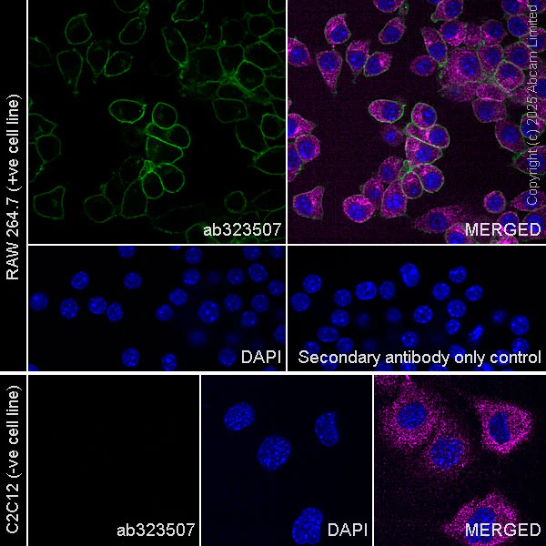 Immunocytochemistry/ Immunofluorescence - Anti-CD64 antibody [EPR26480-569] - BSA and Azide free (AB325955)
