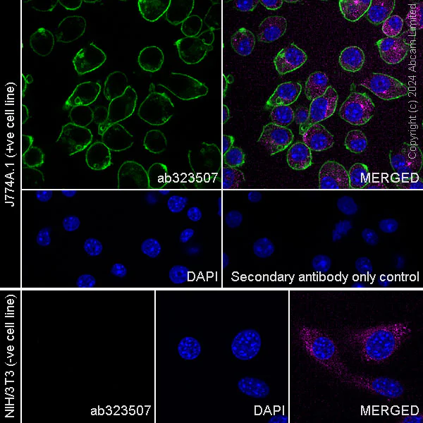 Immunocytochemistry/ Immunofluorescence - Anti-CD64 antibody [EPR26480-569] - BSA and Azide free (AB325955)