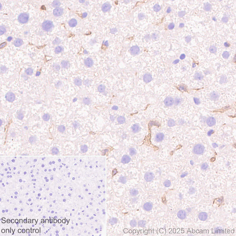 Immunohistochemistry (Formalin/PFA-fixed paraffin-embedded sections) - Anti-CD64 antibody [EPR26480-569] - BSA and Azide free (AB325955)
