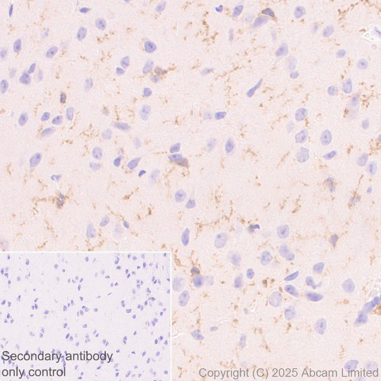 Immunohistochemistry (Formalin/PFA-fixed paraffin-embedded sections) - Anti-CD64 antibody [EPR26480-569] - BSA and Azide free (AB325955)