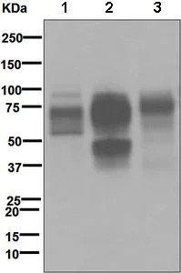 Western blot - Anti-CD64 antibody [EPR4623] (AB109449)