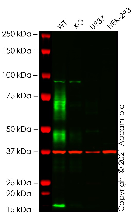 Western blot - Anti-CD64 antibody [EPR4624] (AB134073), expandable thumbnail