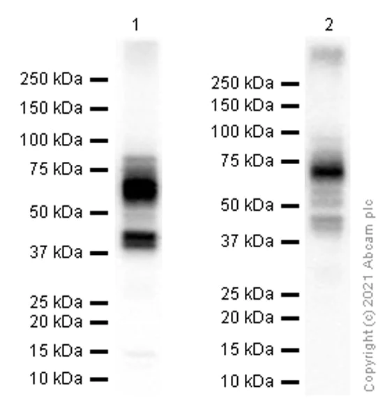 Western blot - Anti-CD64 antibody [EPR4624] - BSA and Azide free (AB216857)