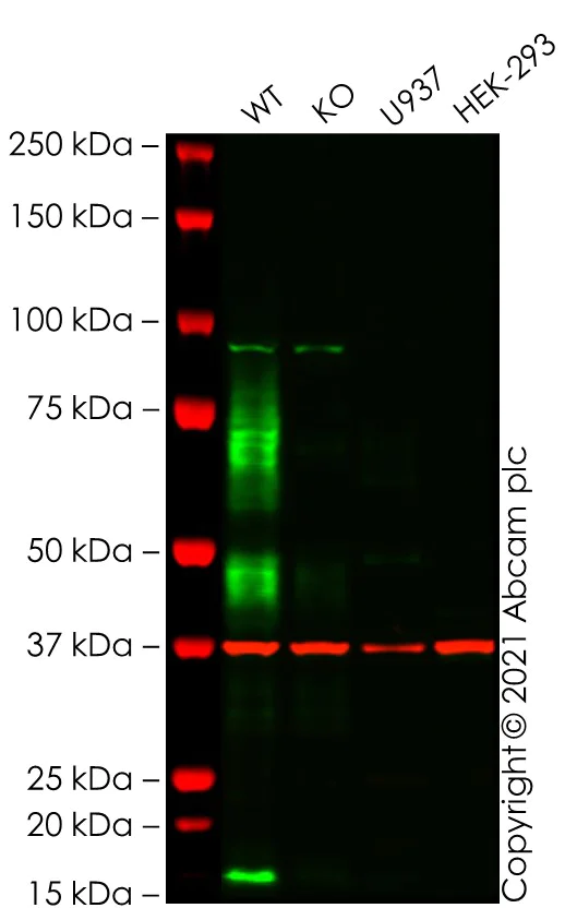 Western blot - Anti-CD64 antibody [EPR4624] - BSA and Azide free (AB216857)