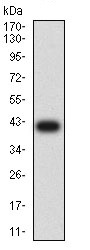 Western blot - Anti-CD66b antibody [2F12E8] (AB233811), expandable thumbnail