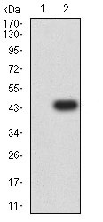 Western blot - Anti-CD66b antibody [2F12E8] (AB233811), expandable thumbnail
