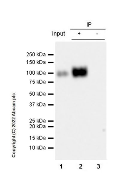 Anti-CD66b antibody [EPR25354-2]
