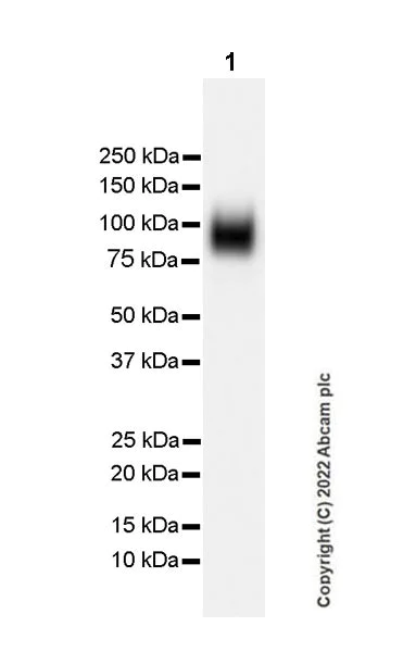 Western blot - Anti-CD66b antibody [EPR25354-2] (AB300122)