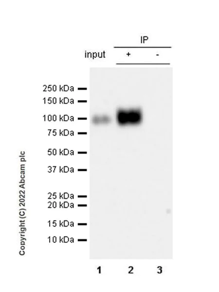 Immunoprecipitation - Anti-CD66b antibody [EPR25354-2] (BSA and Azide free) (AB300123)