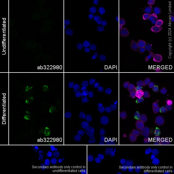 Immunocytochemistry/ Immunofluorescence - Anti-CD66b antibody [EPR27440-29] - BSA and Azide free (AB325956)