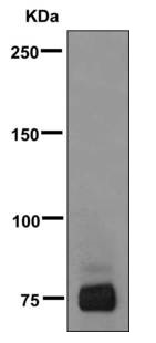 Western blot - Anti-CD66b antibody [EPR7701] (AB170875), expandable thumbnail