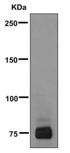 Western blot - Anti-CD66b antibody [EPR7701] (AB170875)