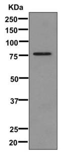 Western blot - Anti-CD66b antibody [EPR7701] (AB170875), expandable thumbnail