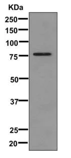 Western blot - Anti-CD66b antibody [EPR7701] - BSA and Azide free (AB249555)