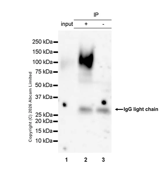 Immunoprecipitation - Anti-CD66b antibody [RM1323] (AB325777)