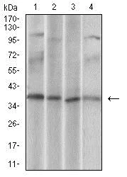 Western blot - Anti-CD68 antibody [3F7D3] (AB201973)