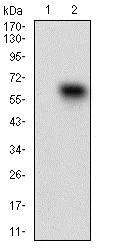 Western blot - Anti-CD68 antibody [3F7D3] (AB201973)