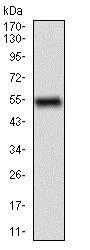 Western blot - Anti-CD68 antibody [3F7D3] (AB201973)