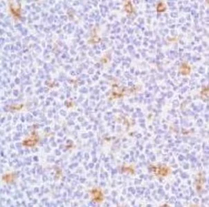 Immunohistochemistry (Formalin/PFA-fixed paraffin-embedded sections) - Anti-CD68 antibody (AB125047)