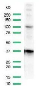 Western blot - Anti-CD68 antibody (AB125047)