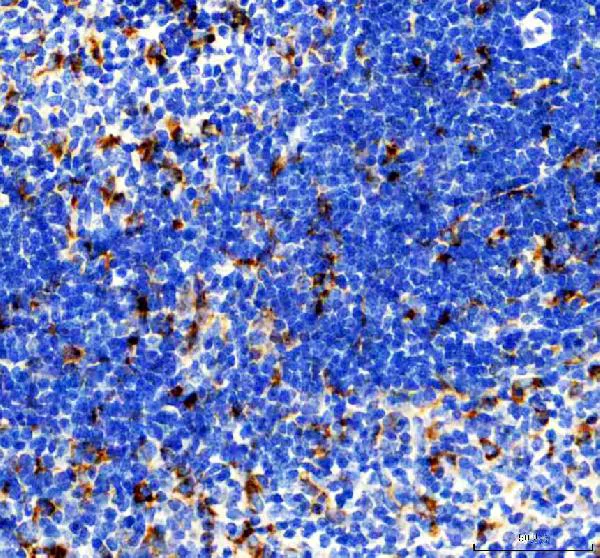 Immunohistochemistry (Formalin/PFA-fixed paraffin-embedded sections) - Anti-CD68 antibody (AB125212)