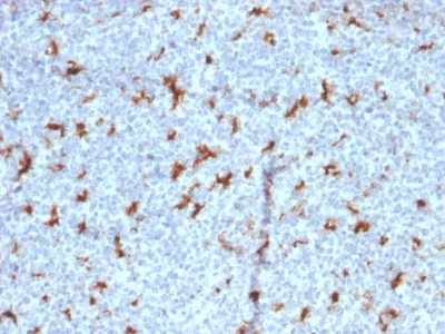 Immunohistochemistry (Formalin/PFA-fixed paraffin-embedded sections) - Anti-CD68 antibody [C68/2501] (AB238095)