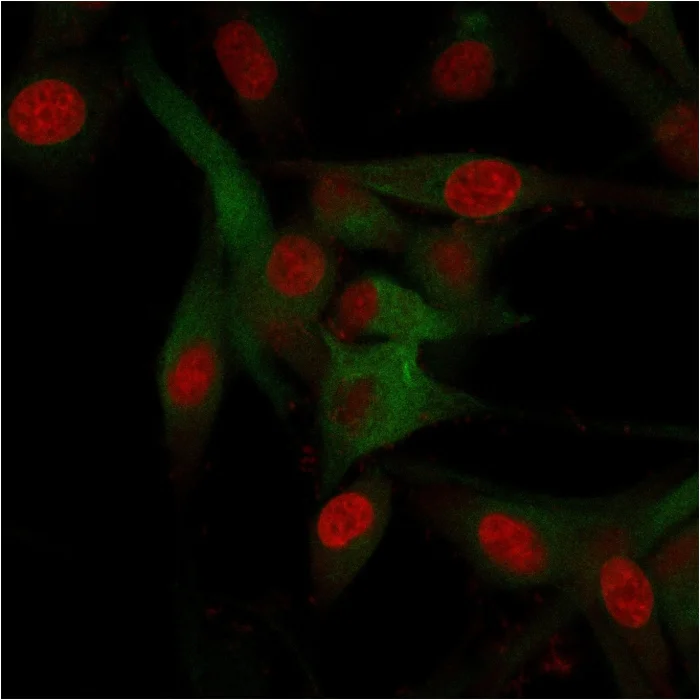 Immunocytochemistry/ Immunofluorescence - Anti-CD68 antibody [C68/684] (AB201340)