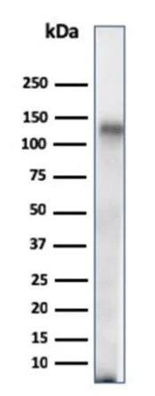 Western blot - Anti-CD68 antibody [C68/684] (AB201340)