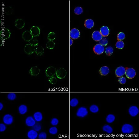 Immunocytochemistry/ Immunofluorescence - Anti-CD68 antibody [EPR20545] (AB213363)