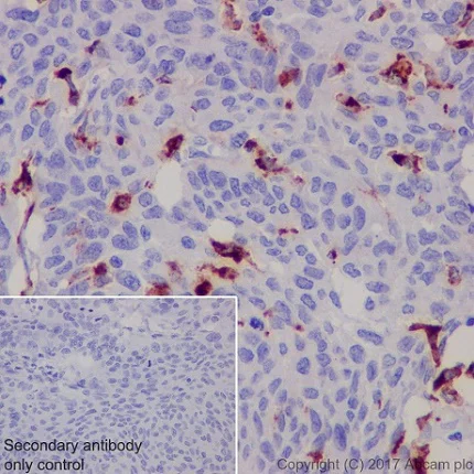 Immunohistochemistry (Formalin/PFA-fixed paraffin-embedded sections) - Anti-CD68 antibody [EPR20545] - BSA and Azide free (AB227458)